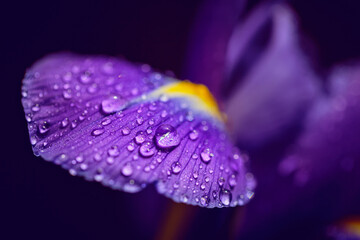 Greeting card or elegant web design with beautiful purple iris petals with water drops. Dark blurred background with bokeh. Floral and natural background with shallow depth of field