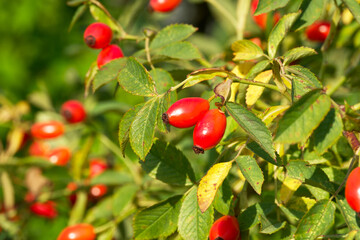ripe rose hips on a bush
