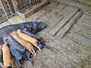 The sow feeds little cute pigs on the farm. Livestock care on the farm. Birth of animals. Beautiful horizontal photo