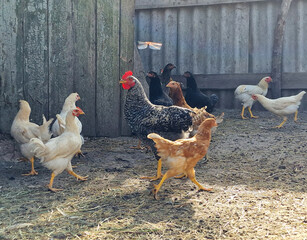 Hens and rooster run around on the farm. Bird care in the village. Eco life. Beautiful horizontal photo