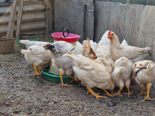 Hens and rooster are fed millet on the farm. Green life. Bird care in the village.