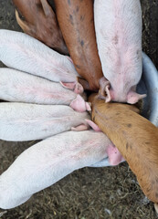 Cute white pigs eat from a bowl on a farm. Care of newborn animal pigs. Green life