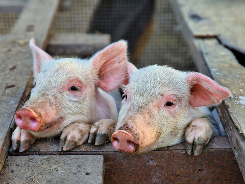 Two cute white pigs with pink ears on a farm. Caring for livestock on the farm. Green life.