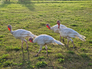 A flock of turkeys in summer against the backdrop of green nature. Caring for turkeys. Minimalistic photo and eco life