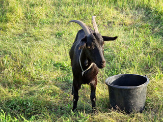 A black goat with horns and a black bucket grazes in a meadow, caring for cattle in a village in nature