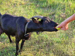 A man feeds a black goat with horns from his hand in a meadow, caring for cattle in a village in nature