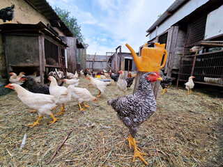 Chickens and petechs walk in the poultry farm. Bird care in the village. Rooster leader and breeding birds. Green life