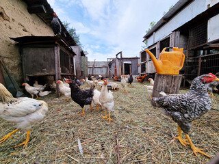 Chickens and petechs walk in the poultry farm. Green life. Bird care in the village. Chicken pens.