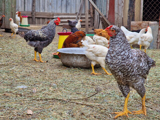 Chickens and petechs walk in the poultry farm. Bird care in the village. Green life. Rooster leader and breeding birds.