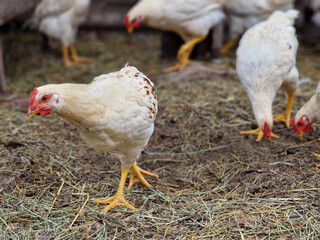 White hens walk in the poultry farm. Bird care and bird breeding in the village. Green life
