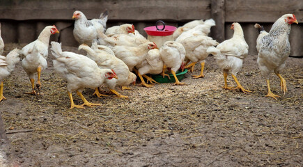 Feeding white hens in a poultry farm. Bird care and bird breeding in the village. Eco life