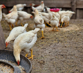 Bird care and bird breeding in the village. Feeding white hens in a poultry farm. Eco life
