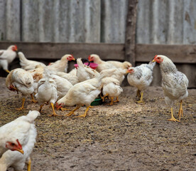 Feeding white hens in a poultry farm. Breeding birds in the village and caring for chickens. Green life
