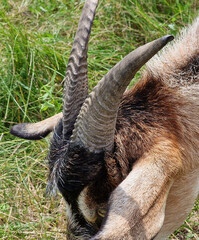 Horns and ears of a goat close-up, against the background of green grass in summer.