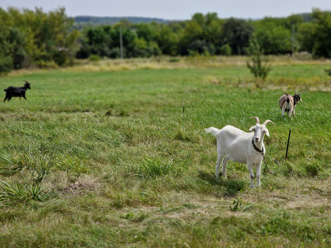 White goat with horns grazing in the meadow. Cattle care in the countryside in nature. Many goats in nature.