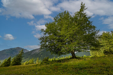 wonderfully beautiful juicy green beech tree at the foot of the thaneller mountains with flowers meadow and morning sun
