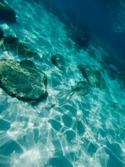 jellyfish fire tentacles beach