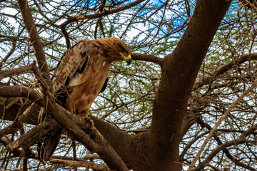 Tawny eagle (Aquila rapax) on a tree in Serengeti national park, Tanzania