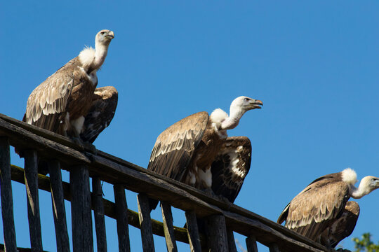 Vautours du zoo d'Amn&eacute;ville