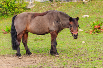 Fototapeta premium Horse grazing on a green alpine meadow