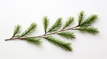 Pine branch isolated on white background. Fir tree branch isolated on white created with Generative AI technology