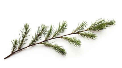 Pine branch isolated on white background. Fir tree branch isolated on white created with Generative AI technology