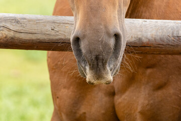 Outdoor rural scene of the nose of a brown horse hanging over the top rail of a wooden fence.