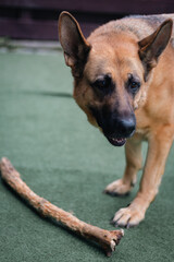 German shepherd dog with stick. Playing sheepdog. Cute muzzle of shepherd dog. Best animal friend. Adorable pet. Domestic dog on backyard. Brown and black shepherd dog. Pedigree concept.