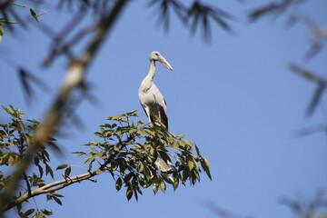 সাদা সারস - White Stork looking for food in lake