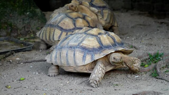 Slow motion three Sulcata tortoise walk at floor. Back is matting process