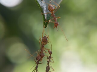 Close up of red weaver ants working together to cross.
