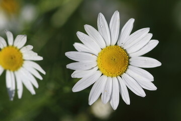 Fototapeta premium beautiful chamomiles in the meadow