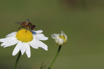bee collecting pollen on a camomile