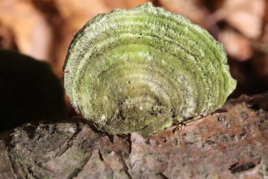 Violet-toothed polypore or 
Trichaptum biforme is a species of poroid fungus 