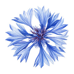 Watercolor blue floral. Cornflower hand painted wildflowers, field flower isolated on white background for design, print