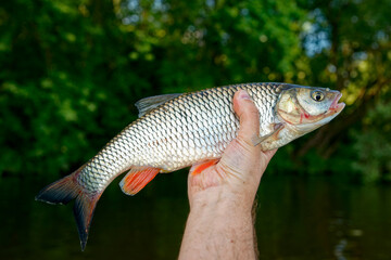 Chub in fisherman's hand, summer river