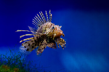 poisonous tropical fish lionfish, close-up striped with wings swims in an aquarium on a blue background
