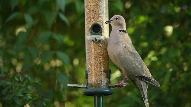 Two Collared Doves (Streptopelia decaocto) eating seeds from a garden bird feeder before one flies away. August, Kent, UK [Half speed]	