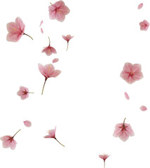3d render falling cherry blossom flower