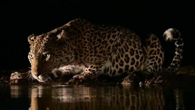 Leopardo de noche, bebiendo en una charca