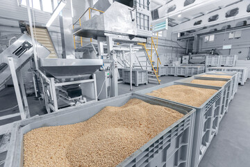 Raw ripe fresh brown pine nuts without shell on conveyor. Industrial organic food factory