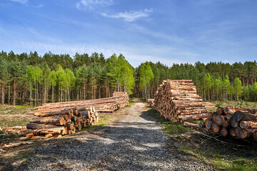 piles with wood, dirt road and mixed forest in summer
