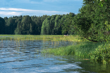 Fototapeta premium wooded shore of lake with reedbeds on a sunny day, a fishing boat is visible in the reeds