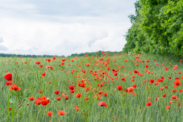 Flowering red common poppies in green barley field by forest trees under cloudy sky. Papaver rhoeas. Wild plant blossom in rural nature. Spring cornfield with corn poppy weeds in melancholy landscape.