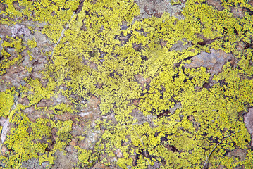 A close-up of green yellow lichens on a stone