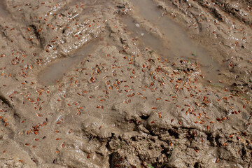 Preparation for planting paddy in the field is going on