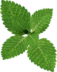 3d render green peppermint leaf
