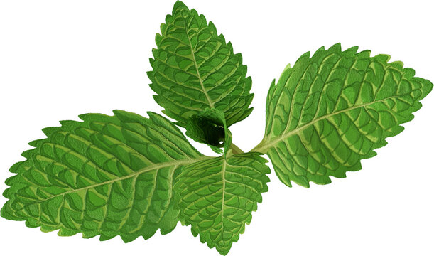 3d render green peppermint leaf