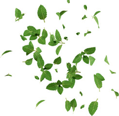 3d render flying mint leaves © Arasigner