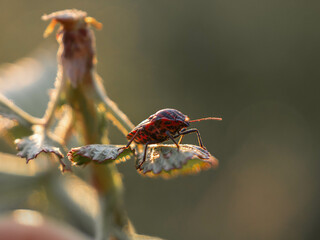 beautiful red bug - closeup of a stripe bug
